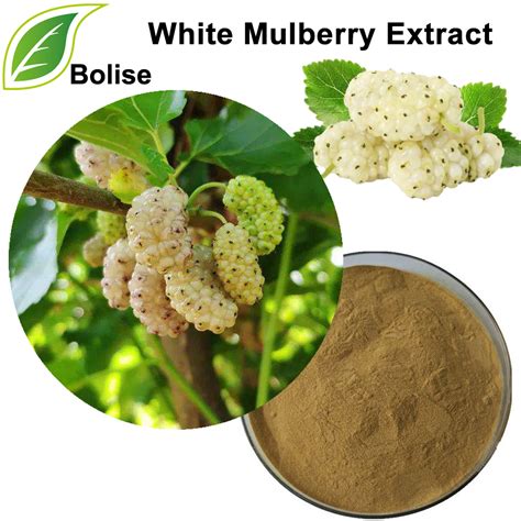 white mulberry extract suppliers
